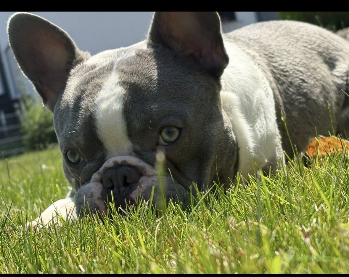 Frenchy Welpen Wunderschön - 4 Mädels 