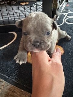 Frenchy Welpen Wunderschön - 4 Mädels 