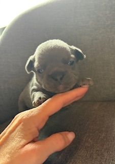 Frenchy Welpen Wunderschön - 4 Mädels 