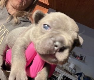 Frenchy Welpen Wunderschön - 4 Mädels 