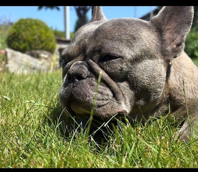 Frenchy Welpen Wunderschön - 4 Mädels 