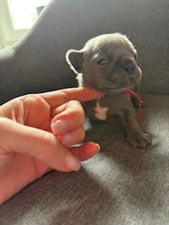 Frenchy Welpen Wunderschön - 4 Mädels 