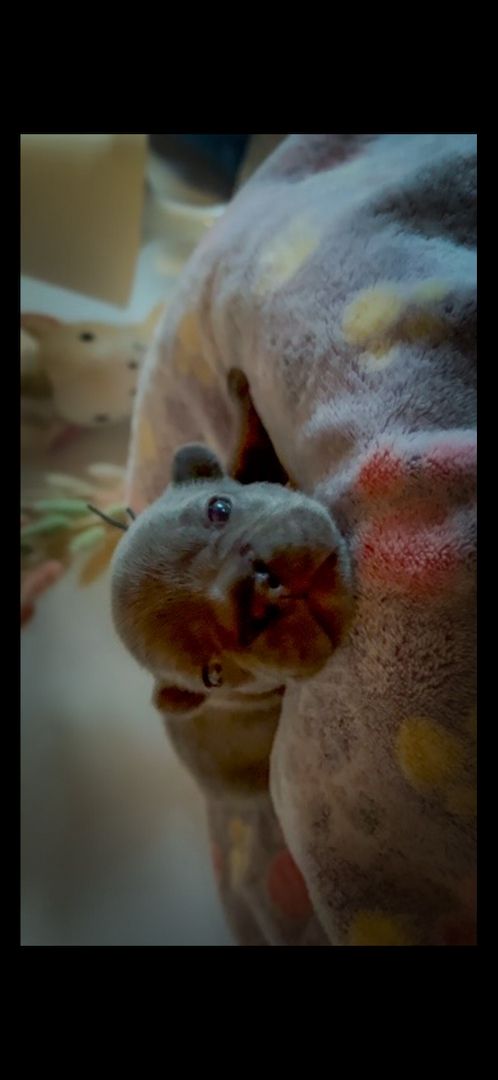 Frenchy Welpen Wunderschön - 4 Mädels 