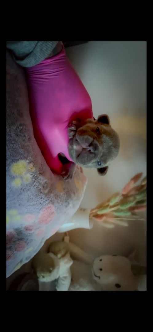 Frenchy Welpen Wunderschön - 4 Mädels 