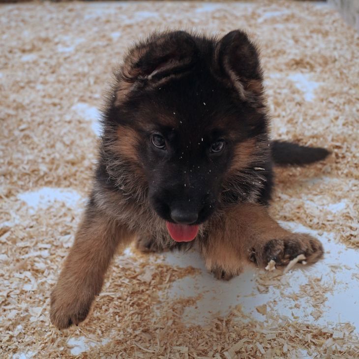 Reinrassige Deutsche Schäferhundwelpen