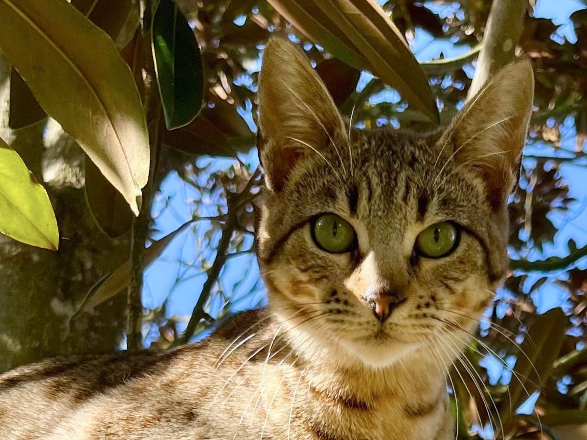 Mel - eine kleine Schönheit