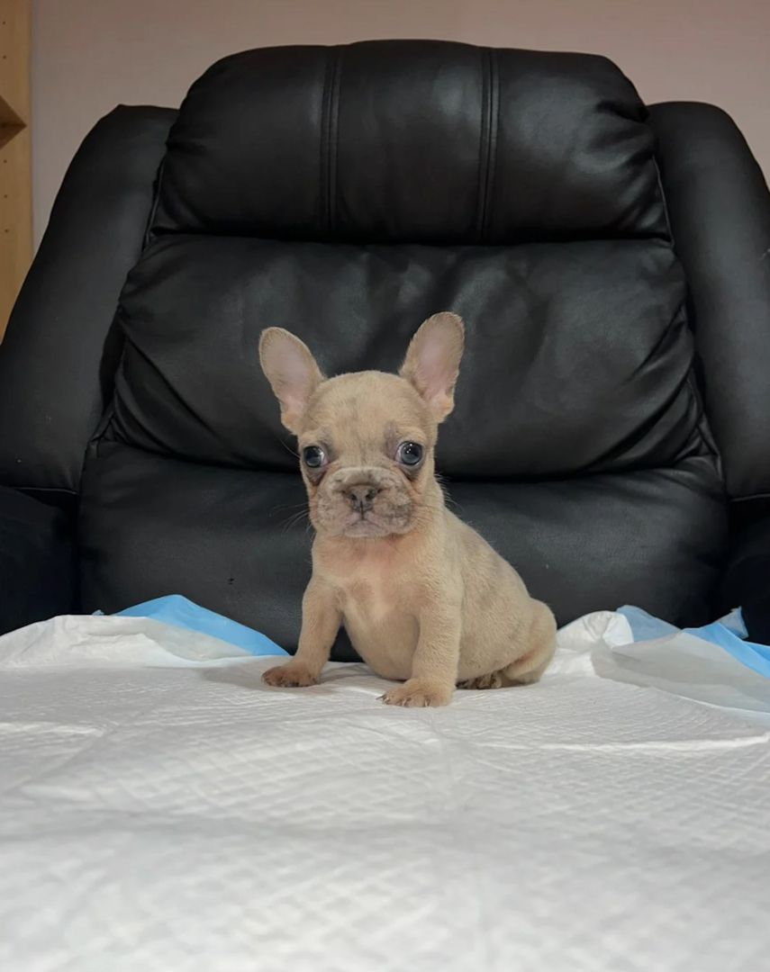 11 Wochen alte französische Bulldoggenwelpen