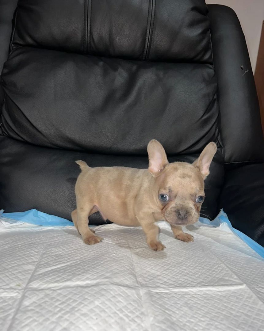 11 Wochen alte französische Bulldoggenwelpen