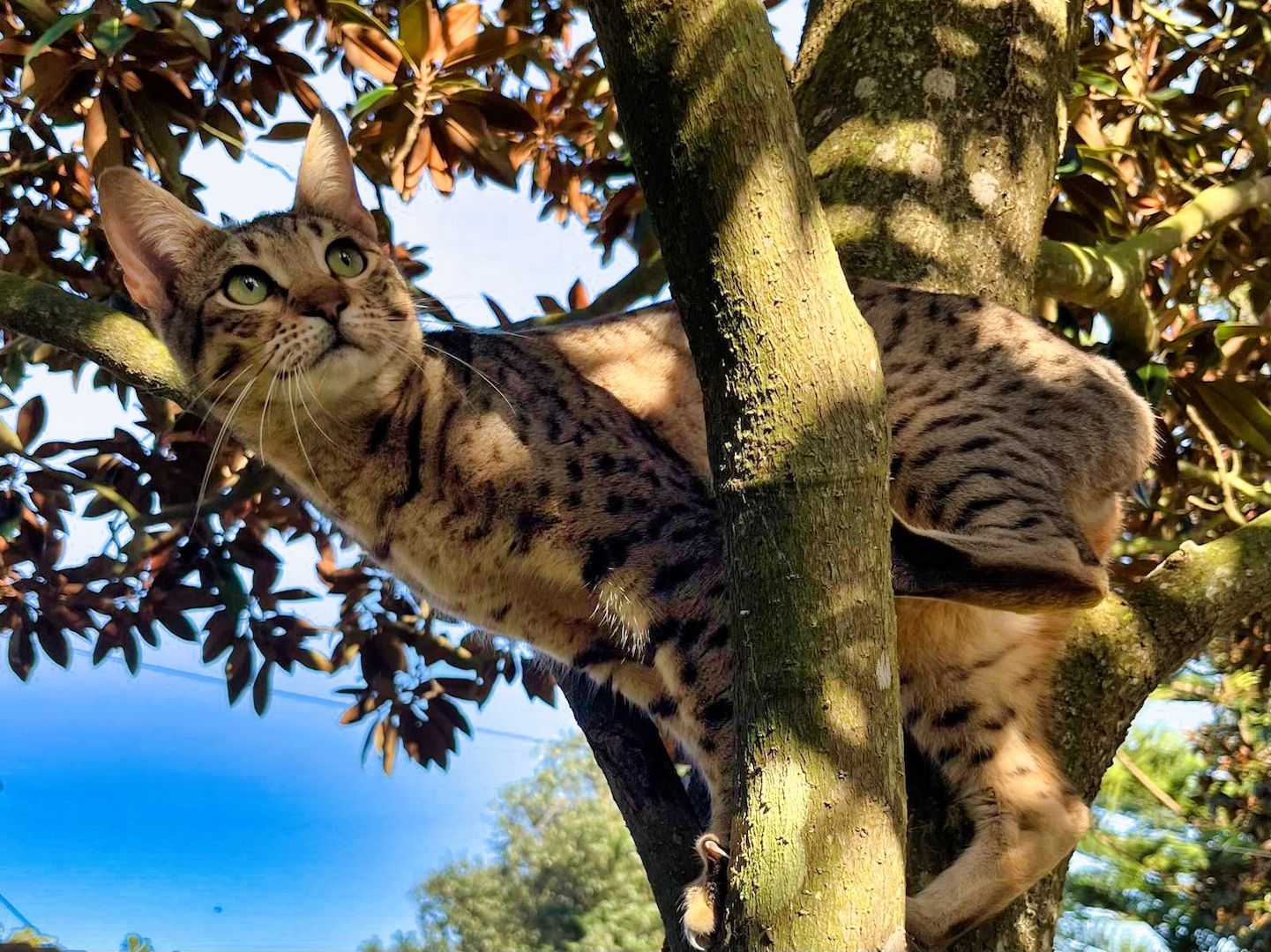 Sugar - eine zarte Schmusekatze