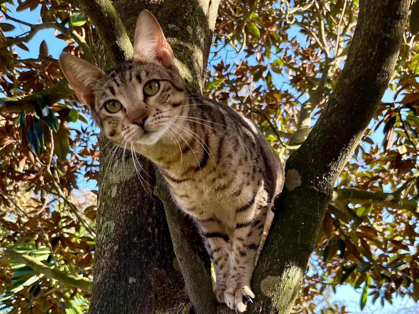 Sugar - eine zarte Schmusekatze