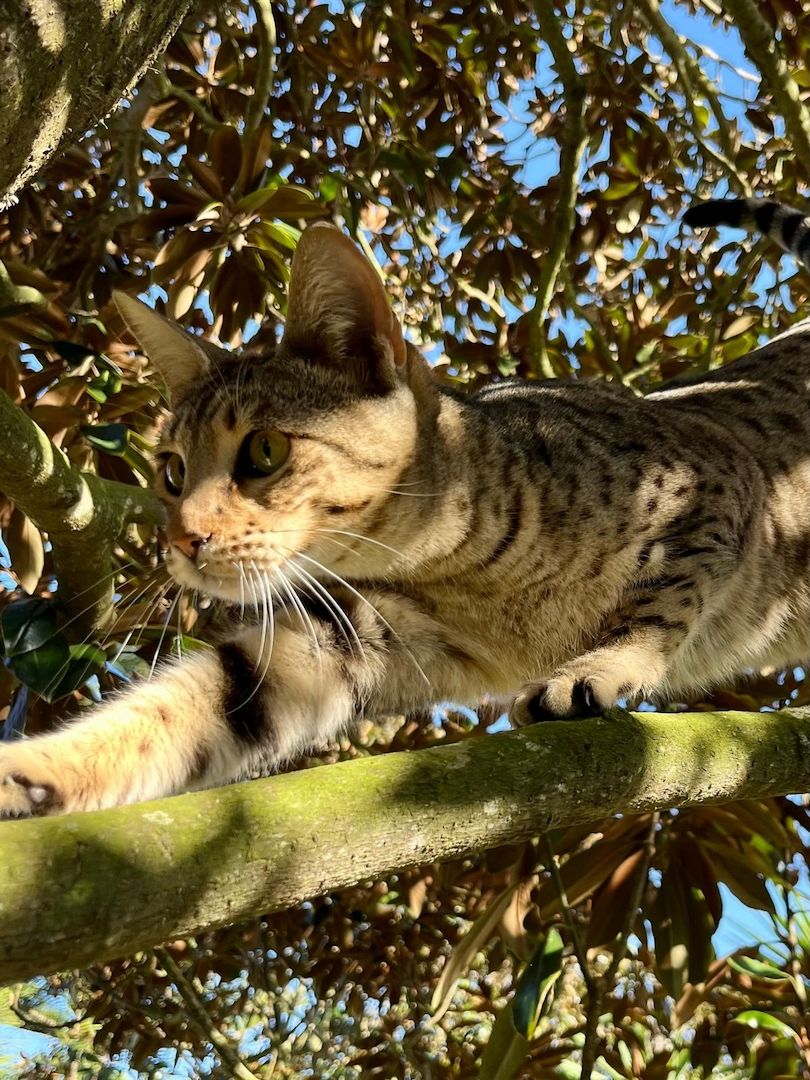 Sugar - eine zarte Schmusekatze