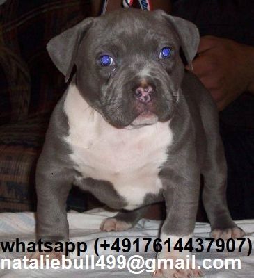 Pitbull Blueline welpen