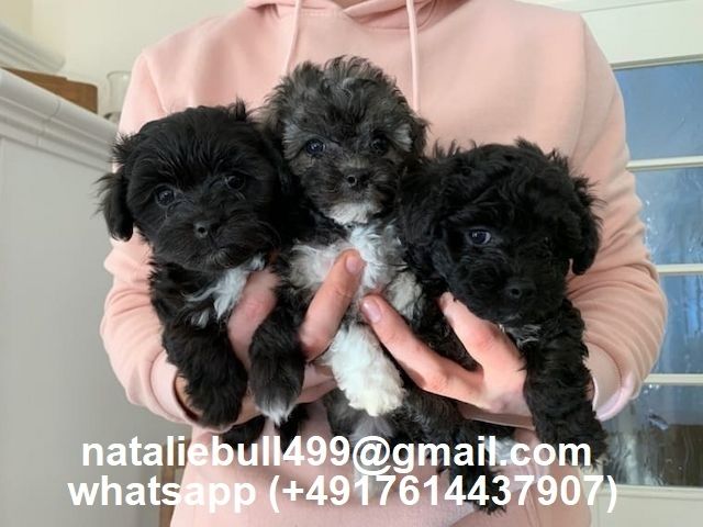 Bolonka Zwetna Welpen mit Ahnentafel