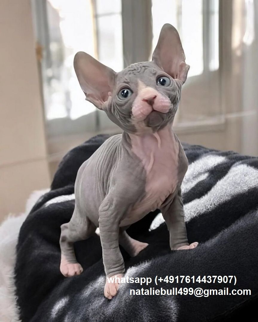 Sphynx-Kätzchen zu verkaufen