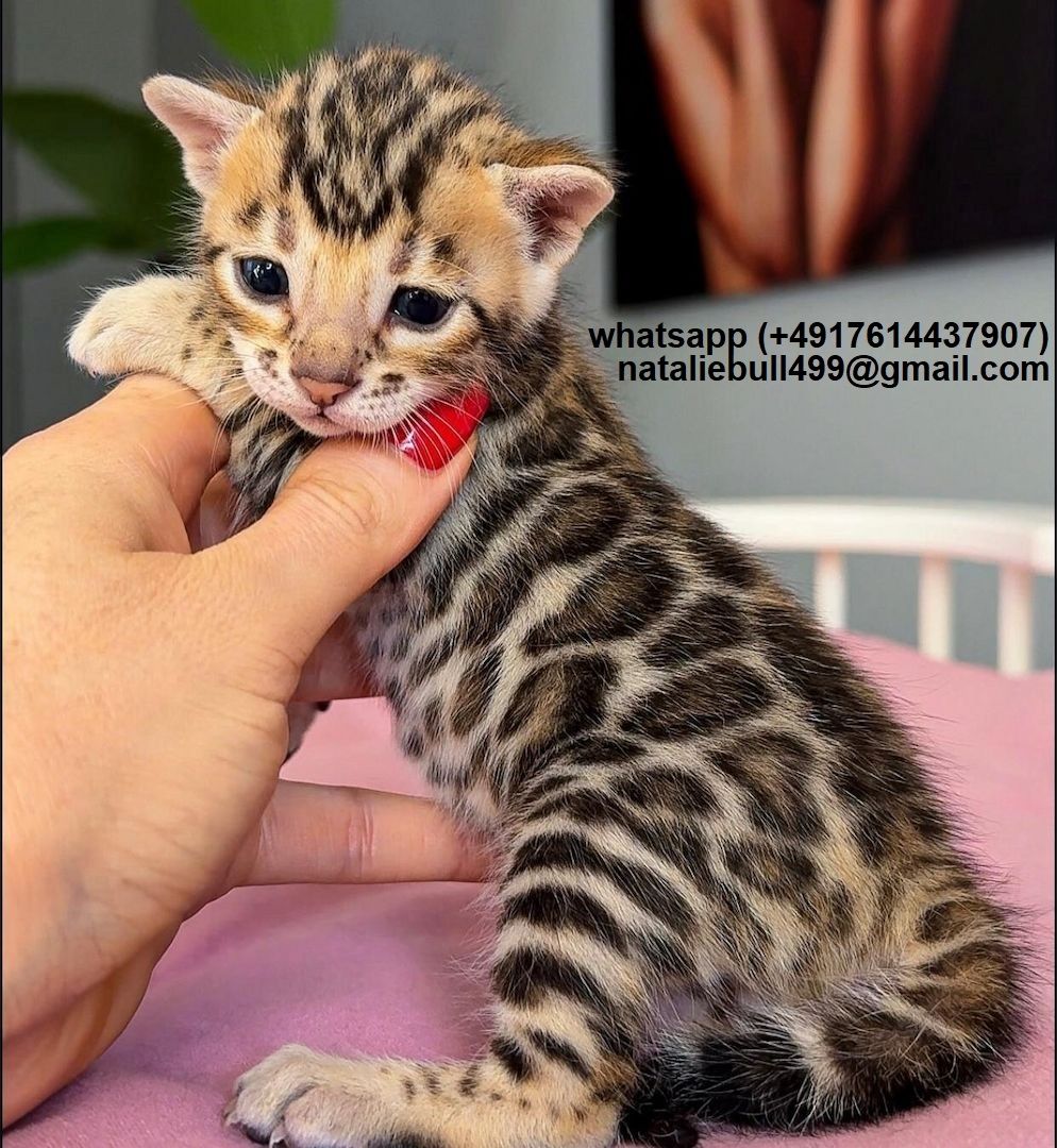 BENGAL-Kätzchen