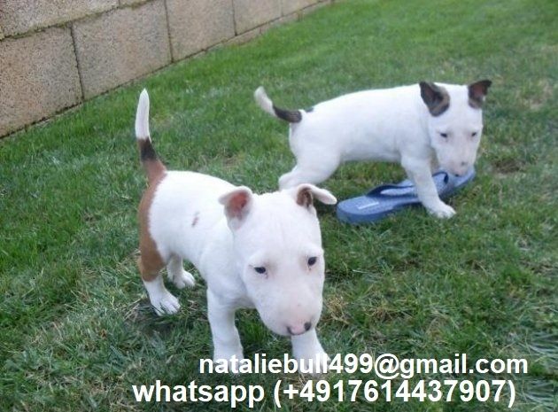 Mini Bull Terrier welpen