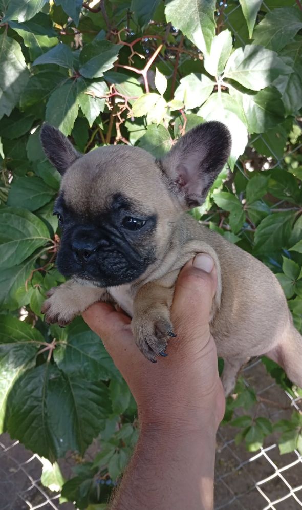 11 Wochen alte französische Bulldoggenwelpen
