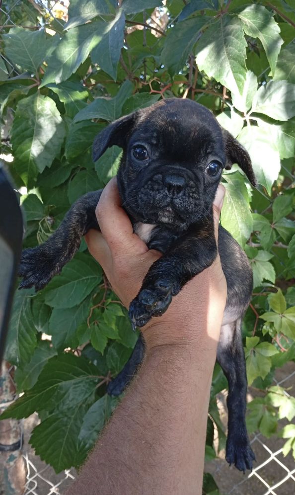 11 Wochen alte französische Bulldoggenwelpen