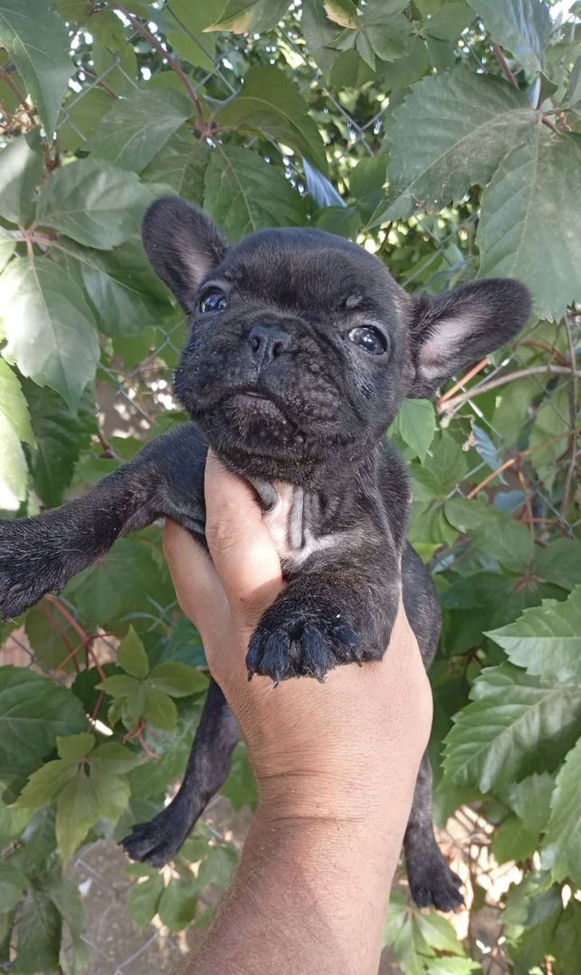 11 Wochen alte französische Bulldoggenwelpen