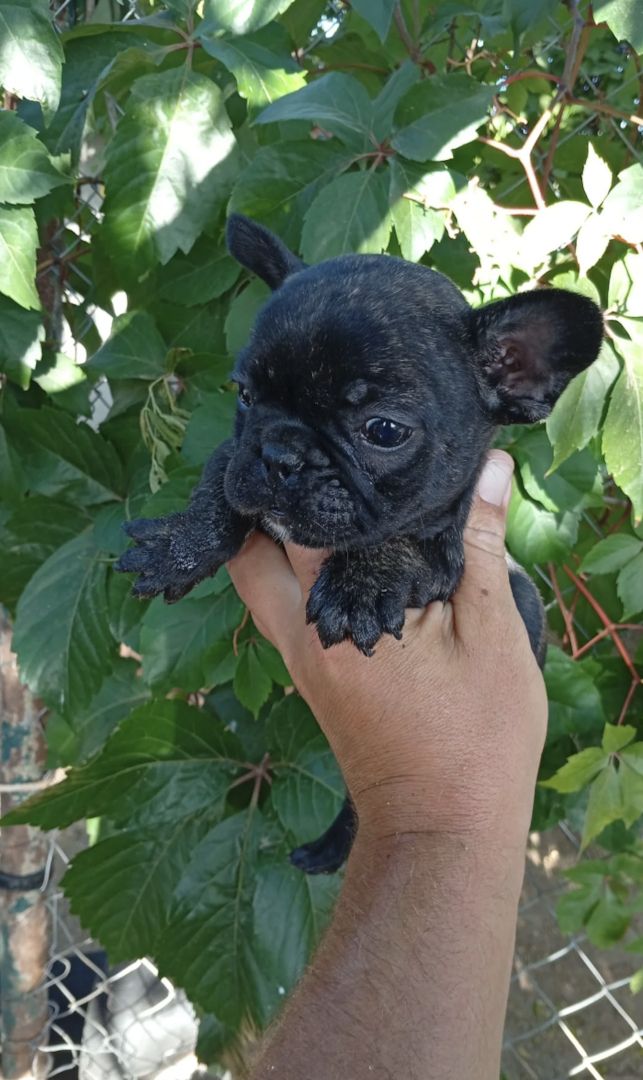 11 Wochen alte französische Bulldoggenwelpen
