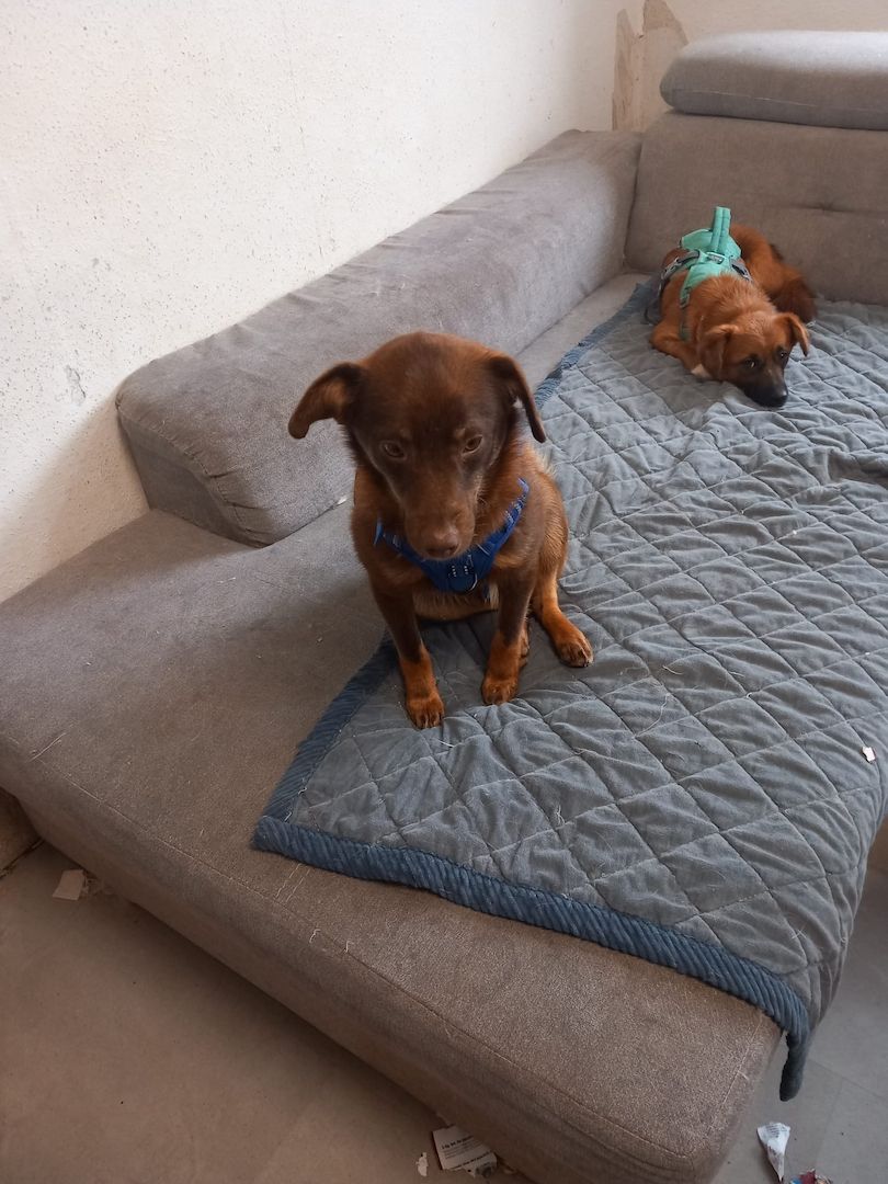 Zauberhafter Mogli sucht sein für immer Zuhause