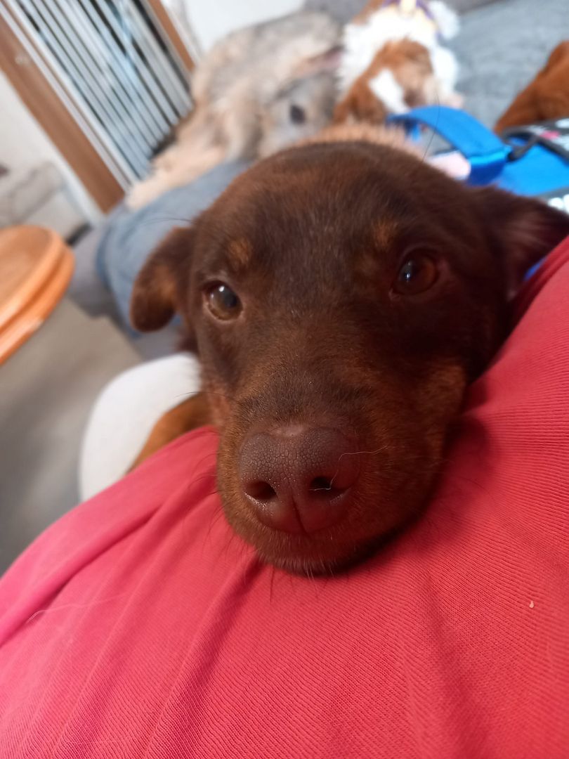 Zauberhafter Mogli sucht sein für immer Zuhause