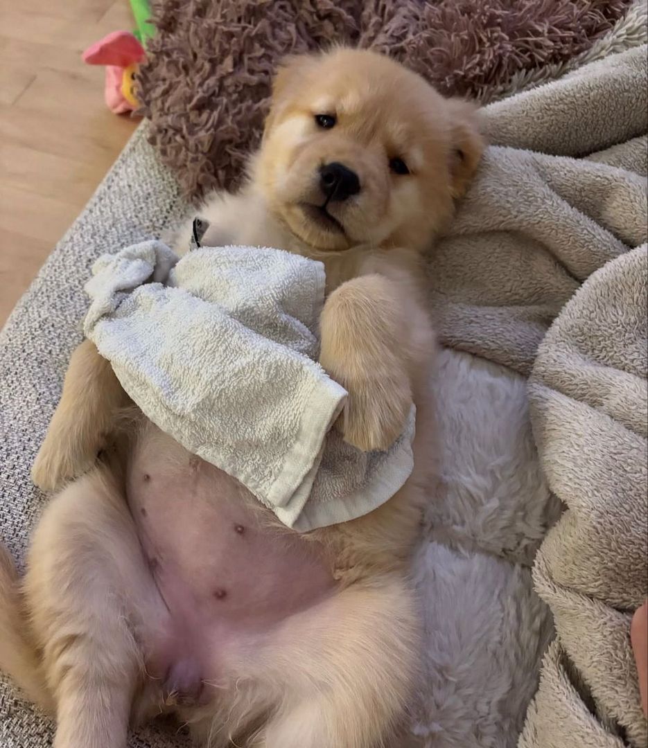 Liebevolle Golden Retriever Welpen