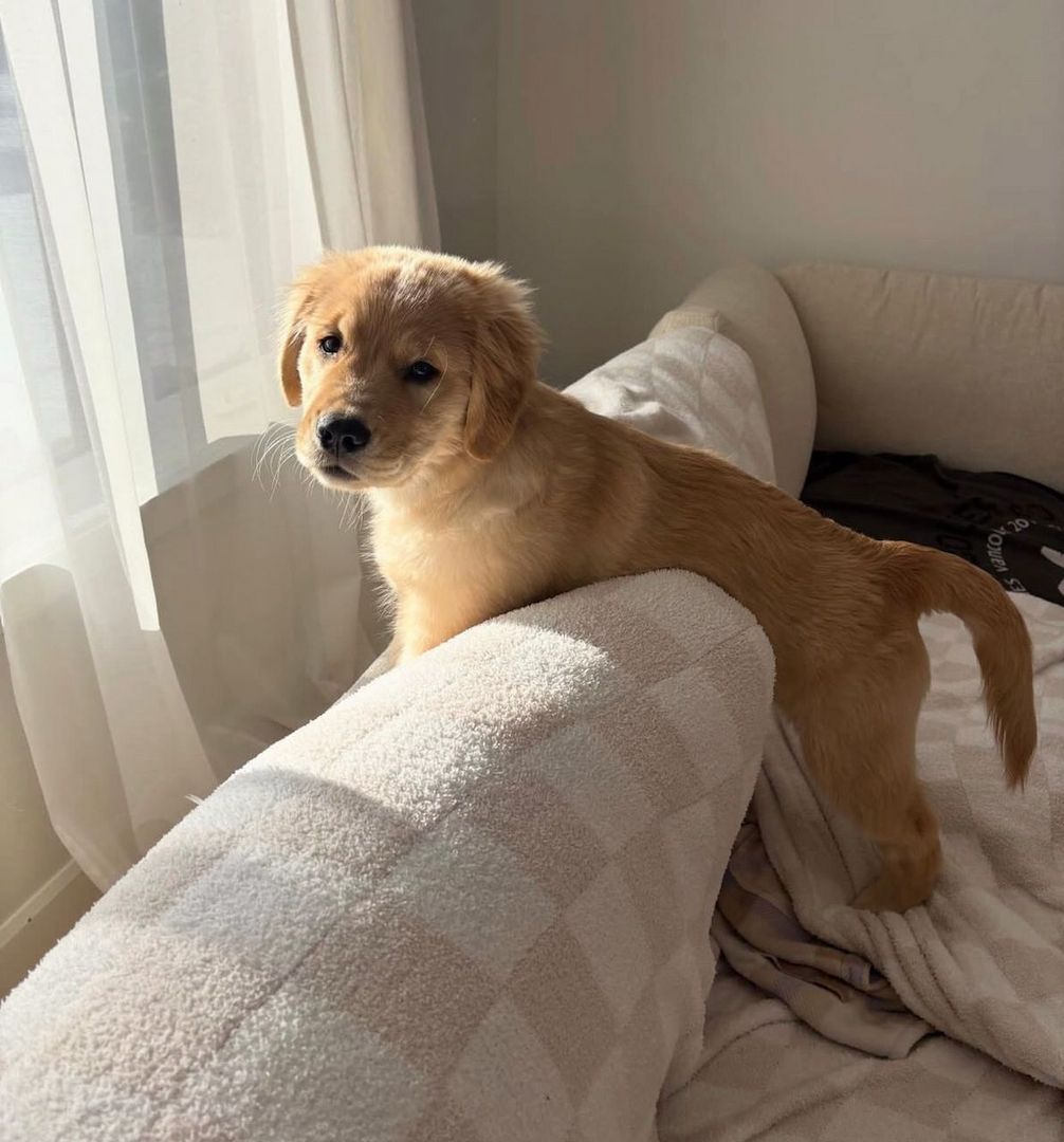 Liebevolle Golden Retriever Welpen