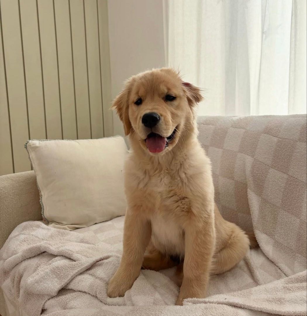 Liebevolle Golden Retriever Welpen