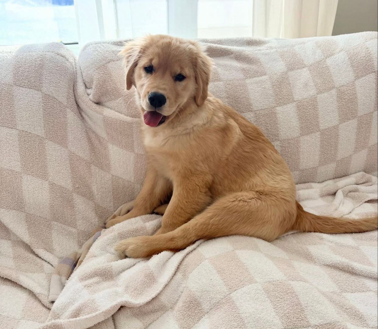 Liebevolle Golden Retriever Welpen