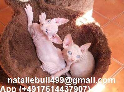 Sphynx-Kätzchen zu verkaufen