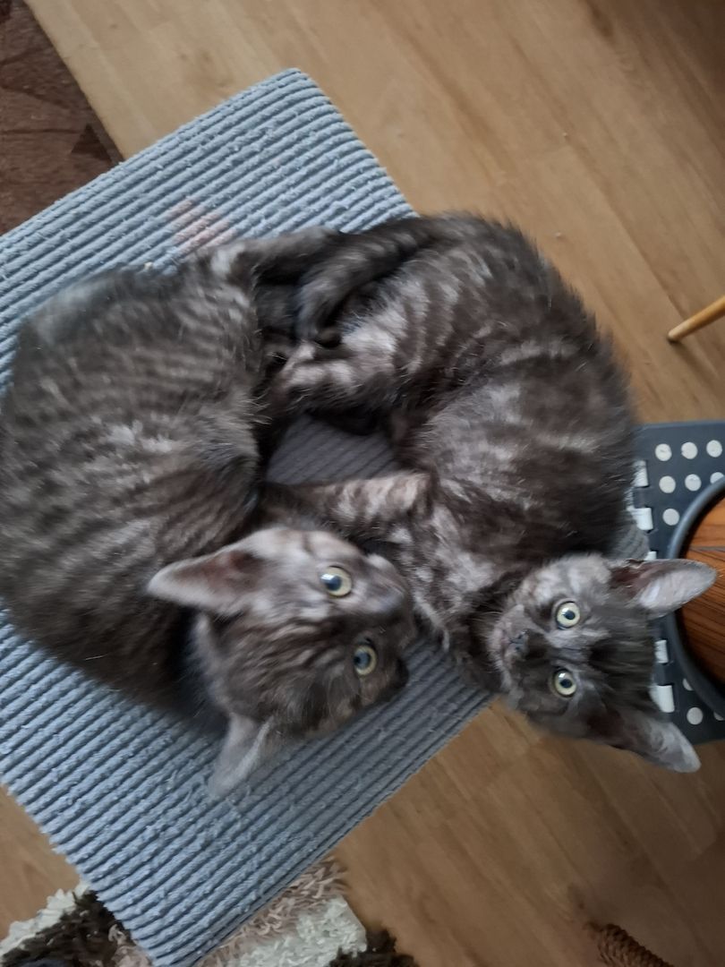 Kätzchen 2 Katerchen BKH/EKH marmor-schwarz