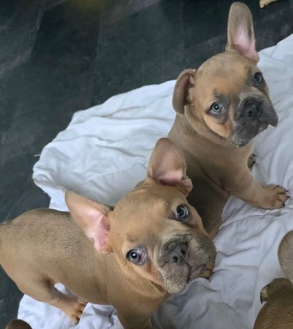 Französische Bulldogge