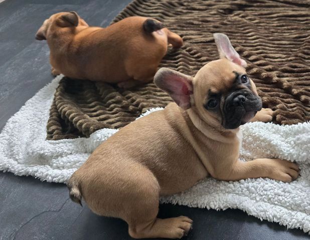 Französische Bulldogge