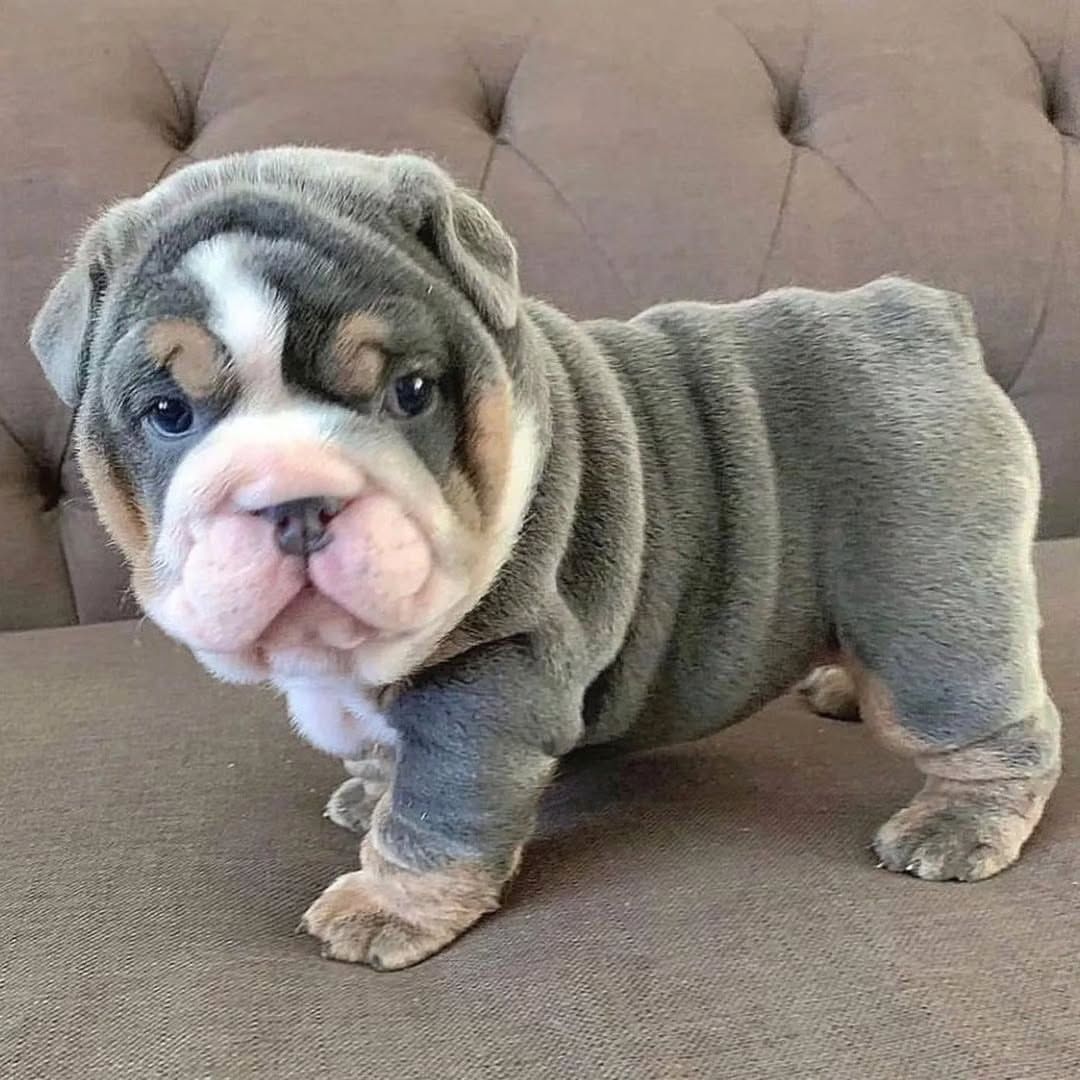 Englische Bulldogwelpen