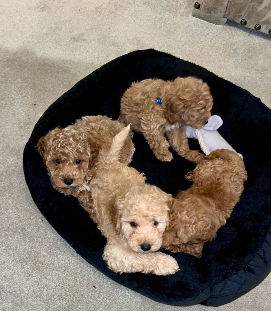 Pudelwelpen (Rüde und Hündin)