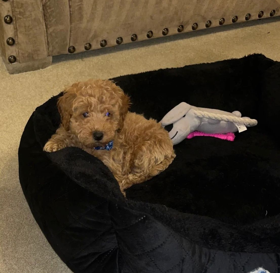 Pudelwelpen (Rüde und Hündin)