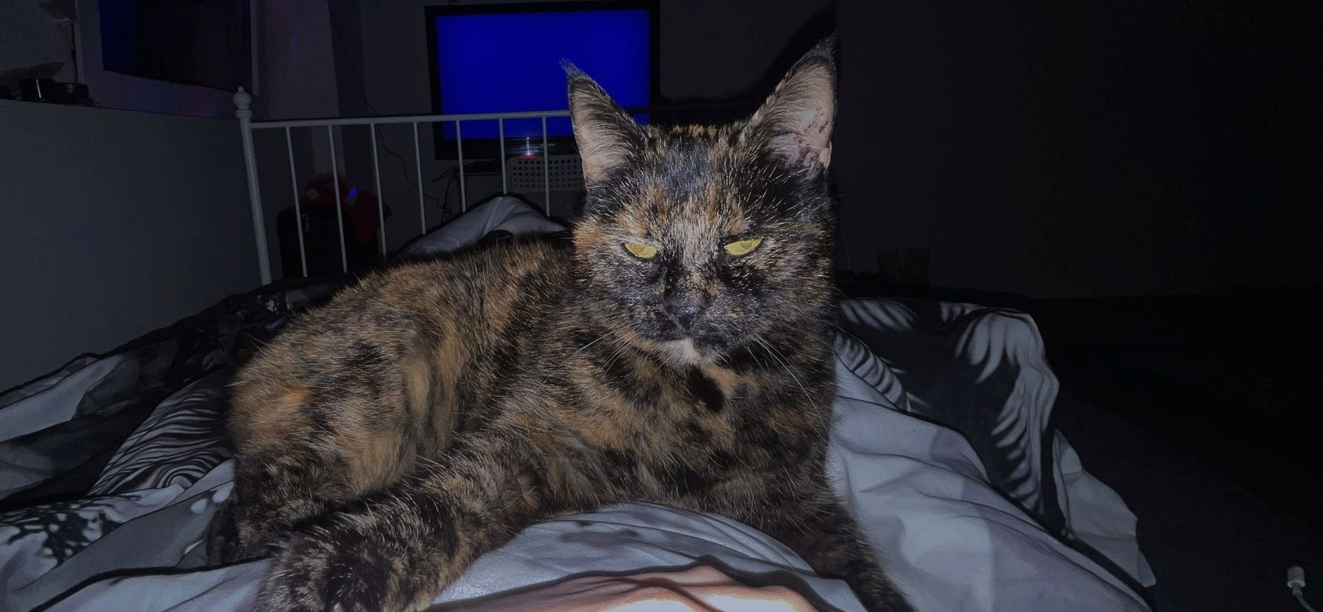 NOTVERKAUF!! Katze BKH - EKH Mix