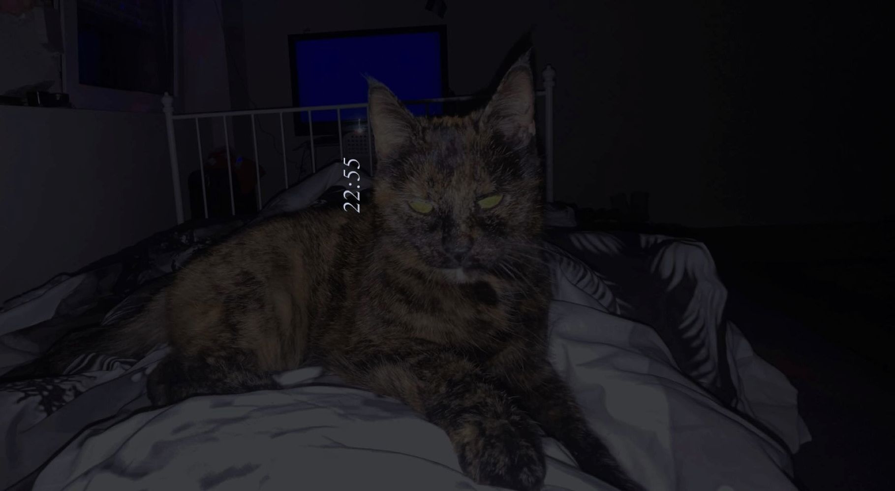 NOTVERKAUF!! Katze BKH - EKH Mix