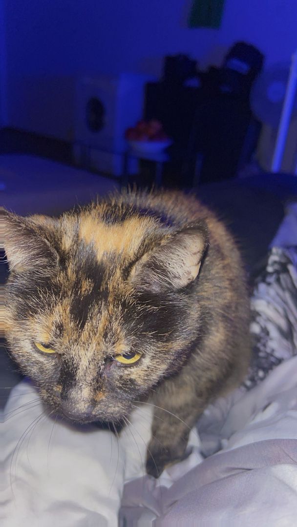 NOTVERKAUF!! Katze BKH - EKH Mix