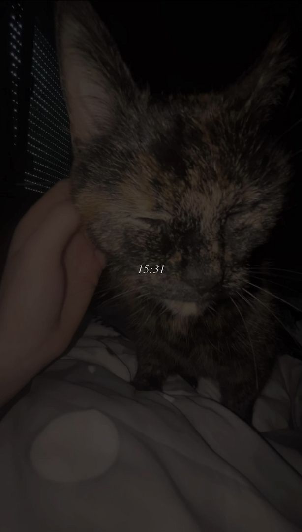 NOTVERKAUF!! Katze BKH - EKH Mix