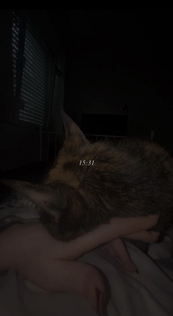 NOTVERKAUF!! Katze BKH - EKH Mix