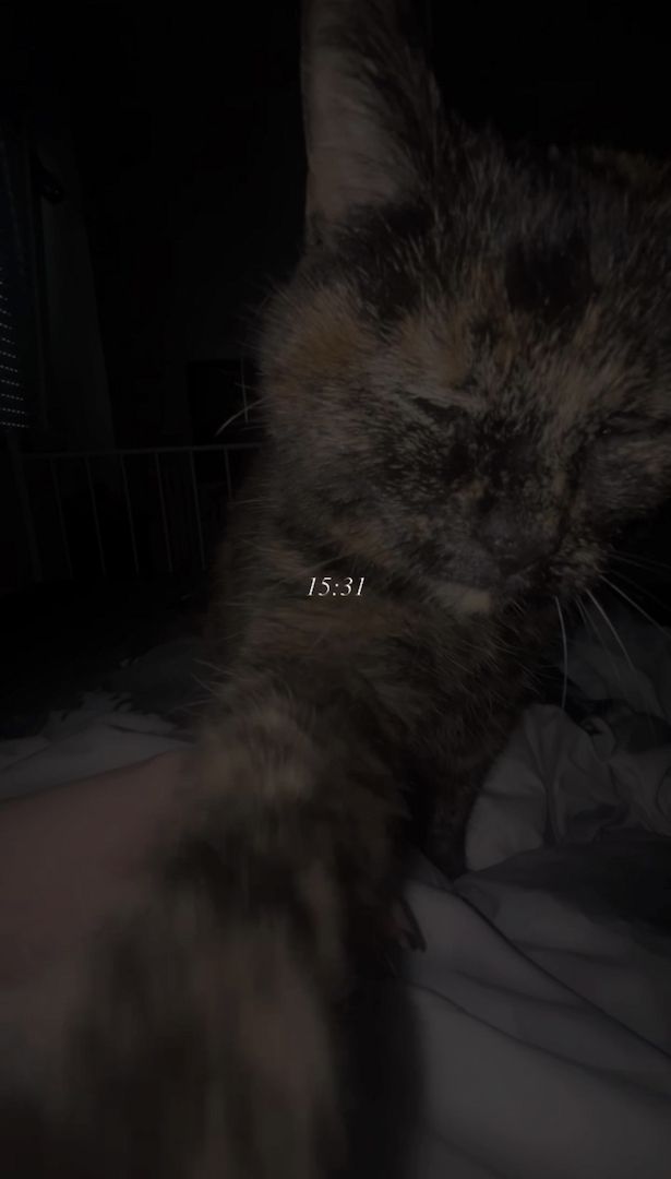 NOTVERKAUF!! Katze BKH - EKH Mix