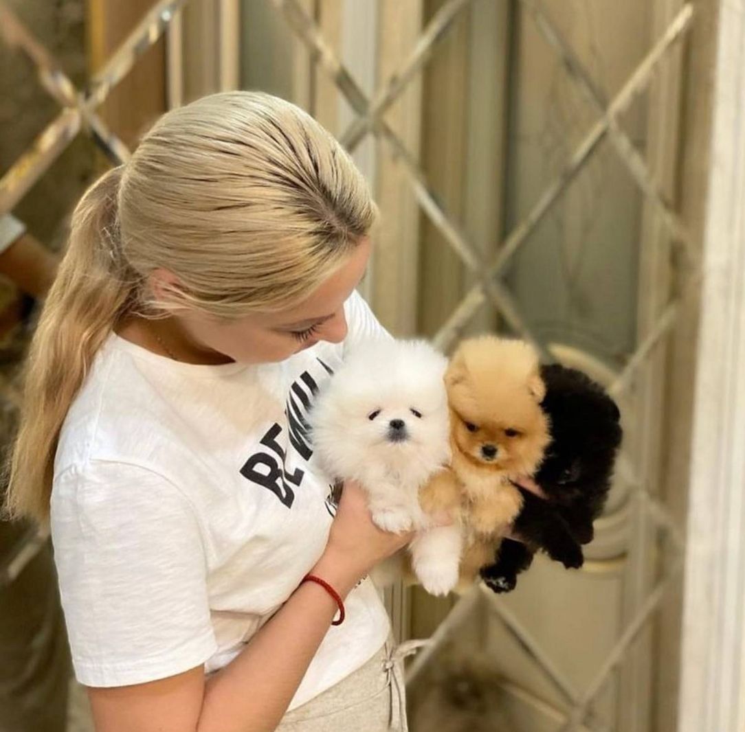 MINI POMERANIAN ZWERGSPITZ BOO WELPEN