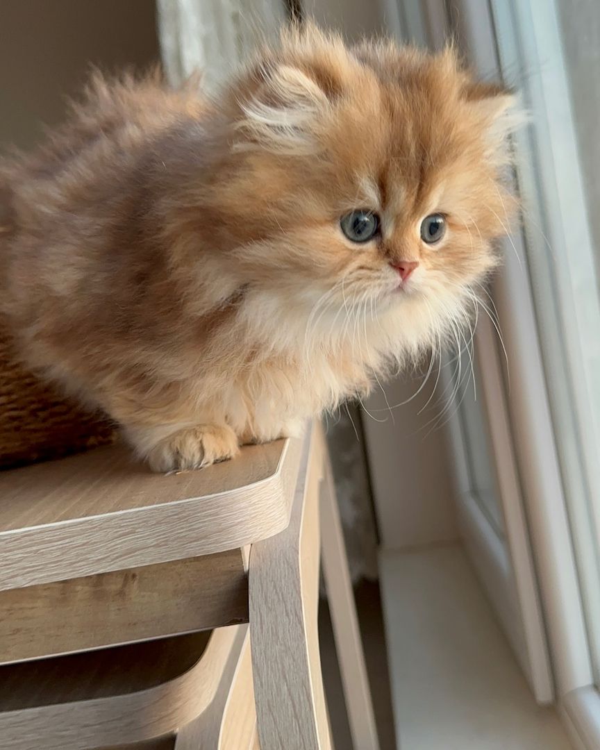 Vier reinrassige Perser