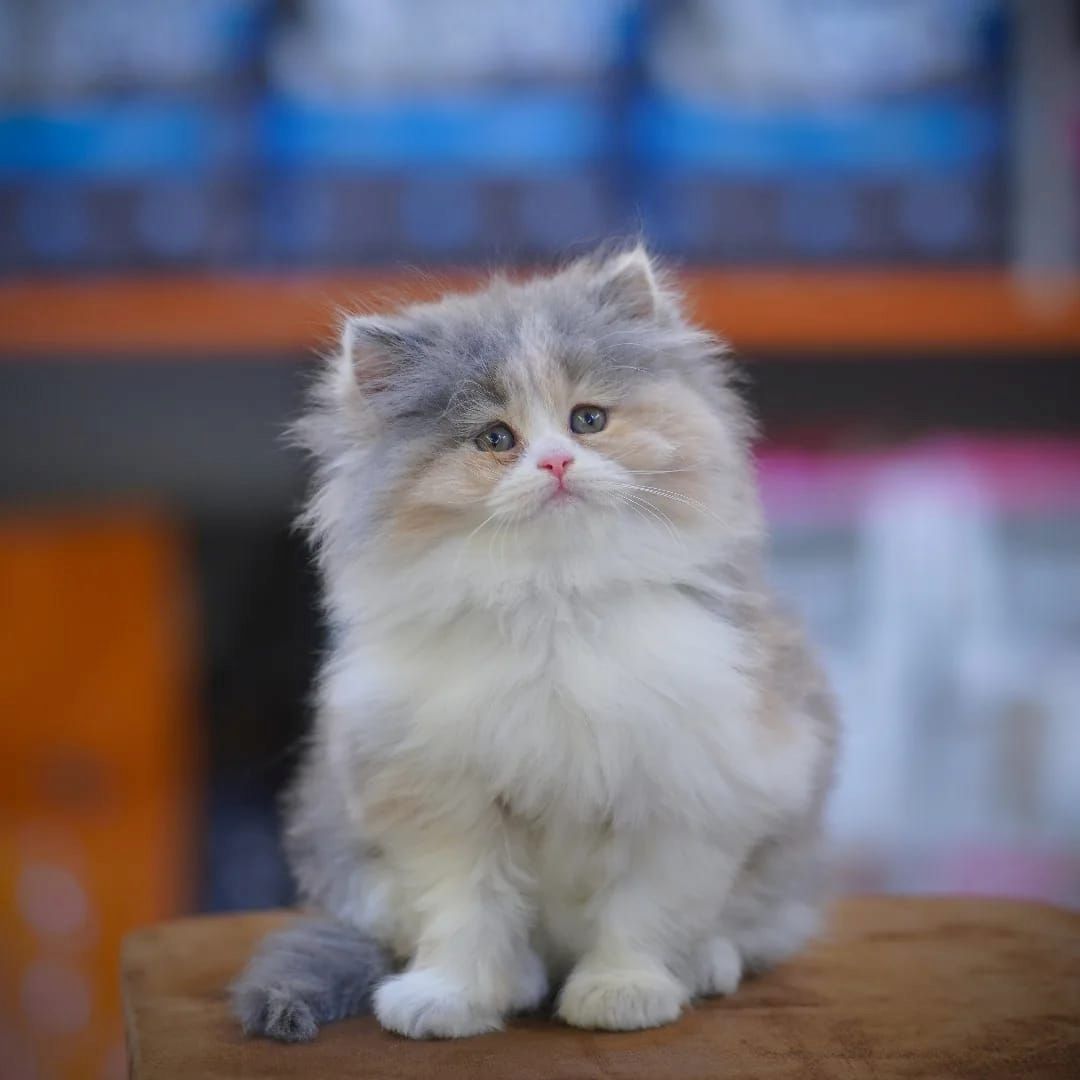 Persische Eleganz pur