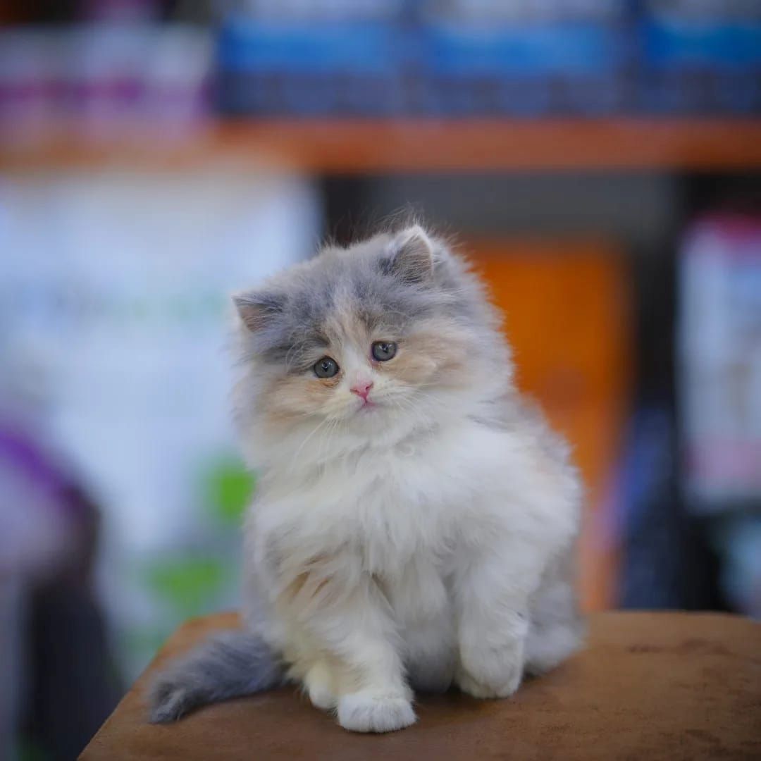 Vier reinrassige Perser