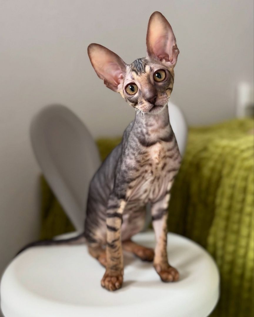 Wunderschönes Cornish Rex-Kätzchen