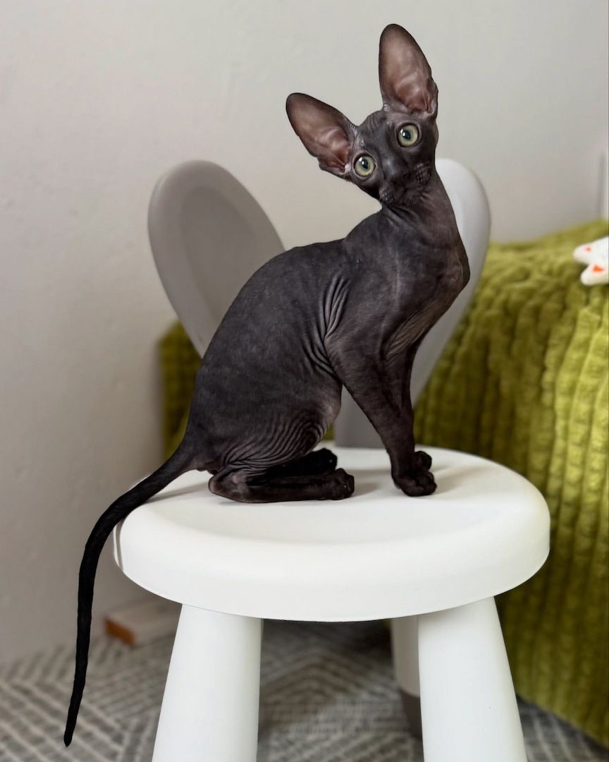 Wunderschönes Cornish Rex-Kätzchen