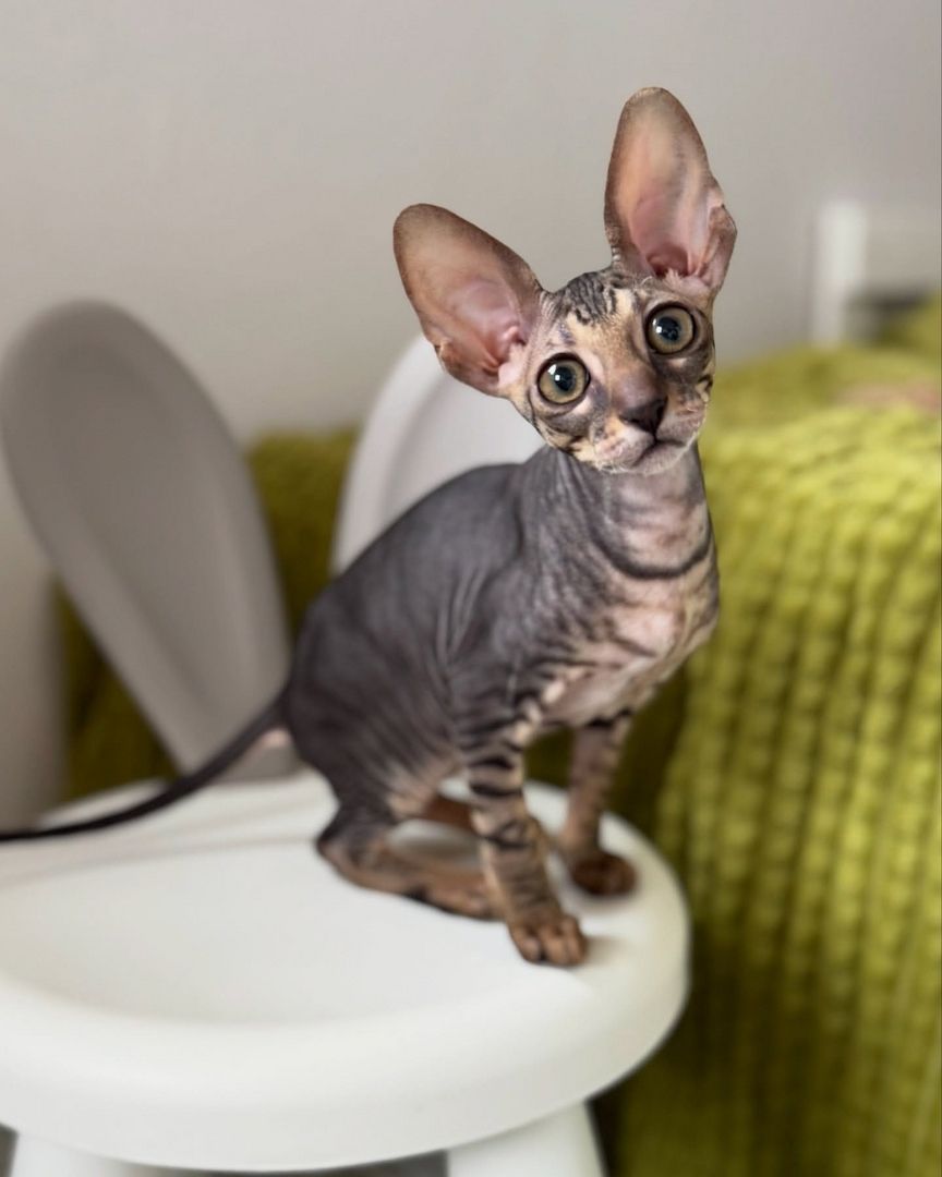 Wunderschönes Cornish Rex-Kätzchen